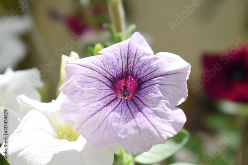 flor