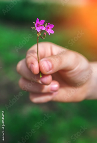  hand giving wild flower with love at sunset. beautiful background