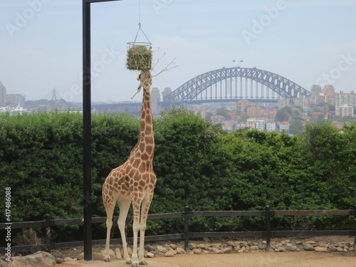 Giraffe with a View