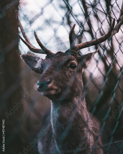 deer with horns behind fence with trees in the background