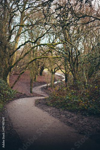 curvy muddy path through forest trees in winter