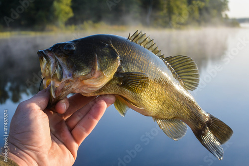 holding large mouth bass fresh out ow water