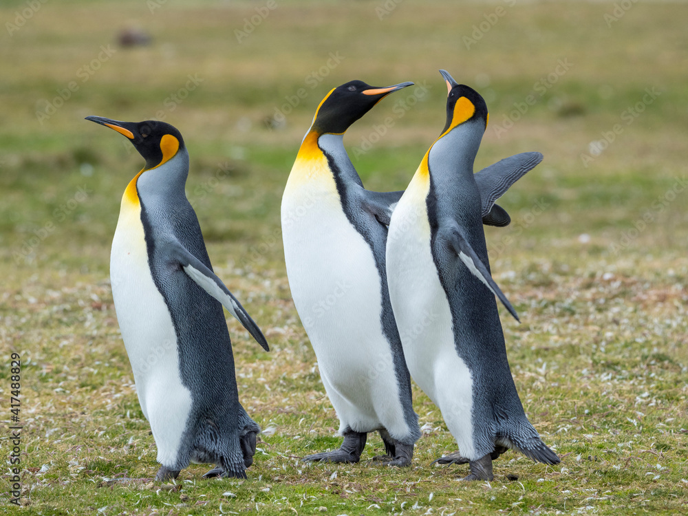Naklejka premium Courtship display. King Penguin on Falkland Islands.