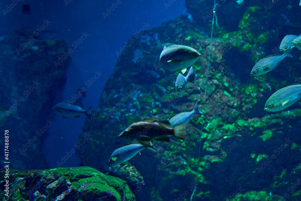 Fototapeta premium 魚