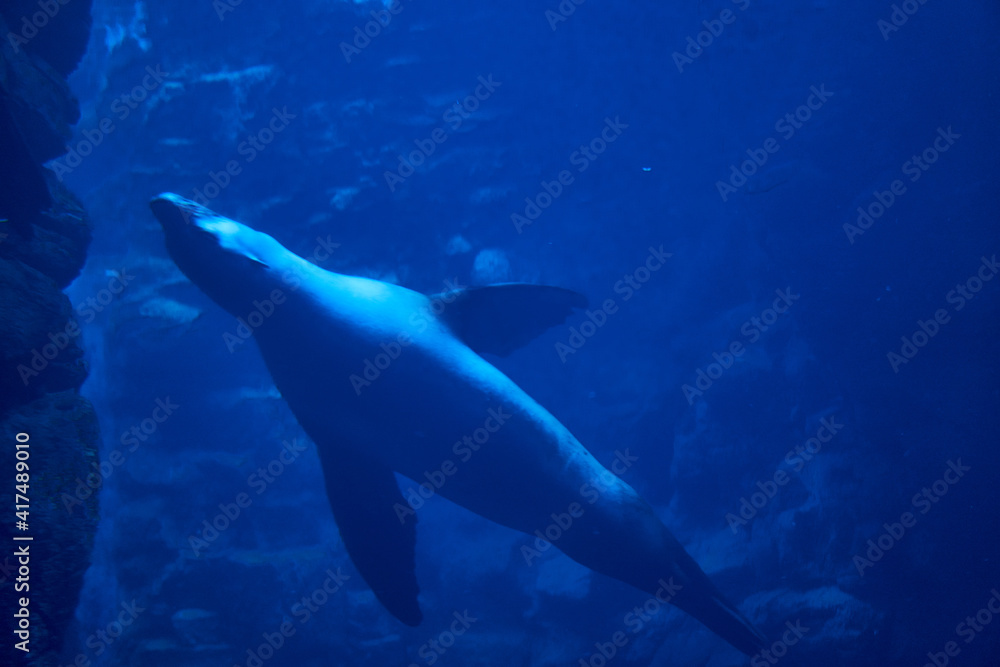 Fototapeta premium あしか