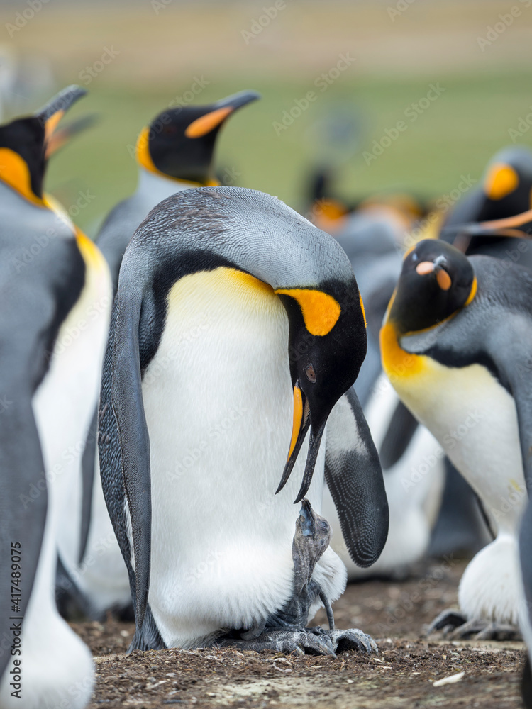 Obraz premium Chick balancing on the feet of a parent. King Penguin on Falkland Islands.