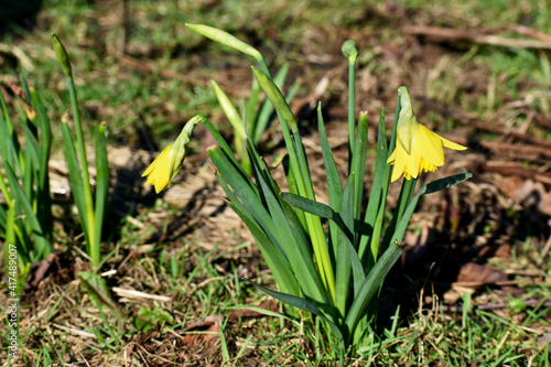 Closeup of wild yellow daffodils in spring in a park, Coombe Abbey, Coventry, England, UK