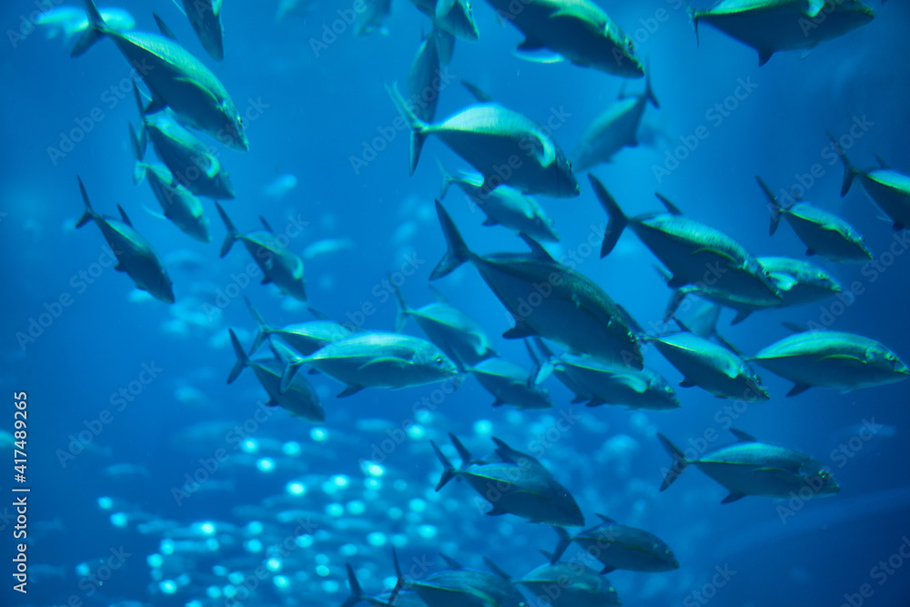 魚 魚