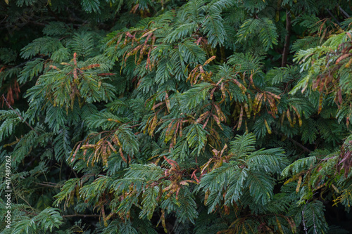 Acacia mearnsii tree alongside a river