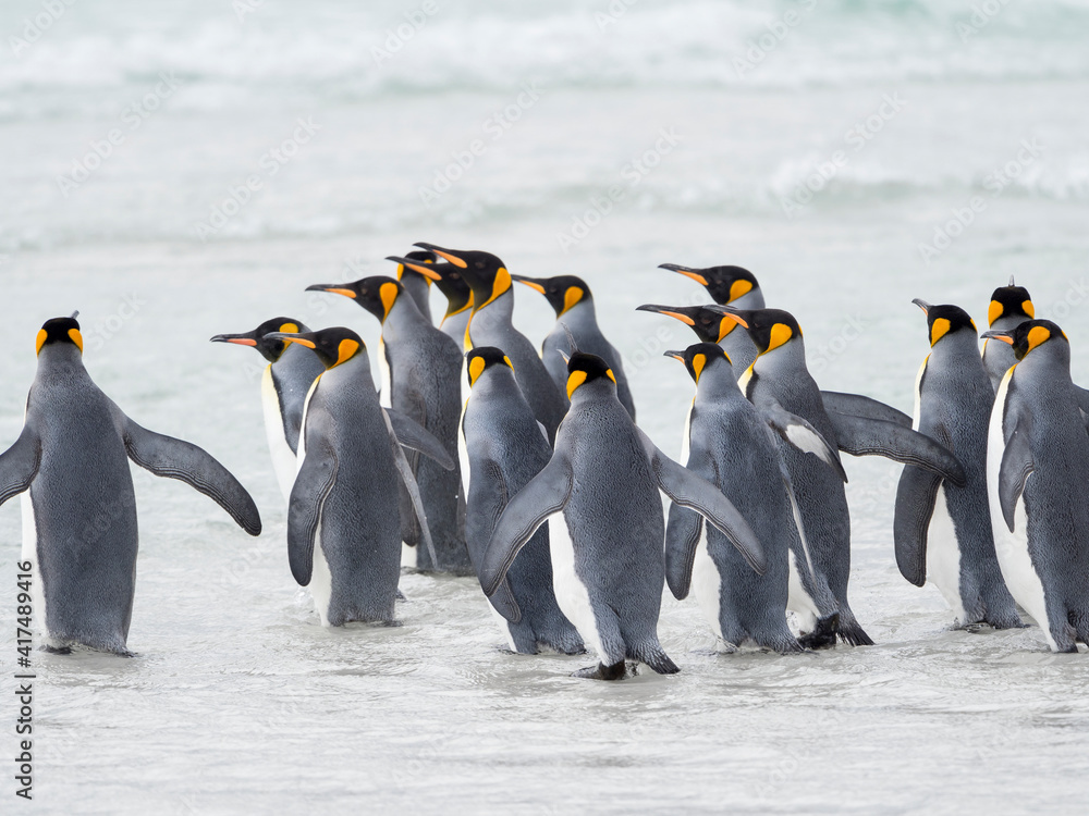 Obraz premium King Penguin on Falkland Islands.