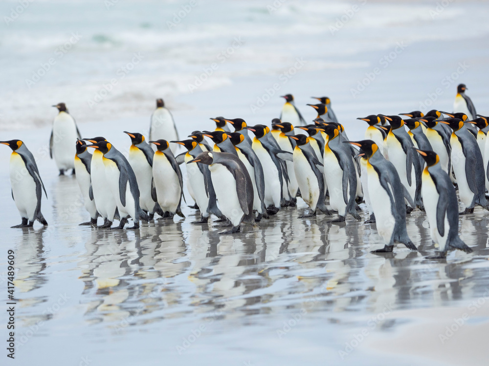 Obraz premium King Penguin on Falkland Islands.