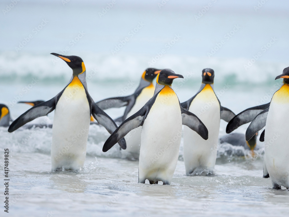 Fototapeta premium King Penguin on Falkland Islands.