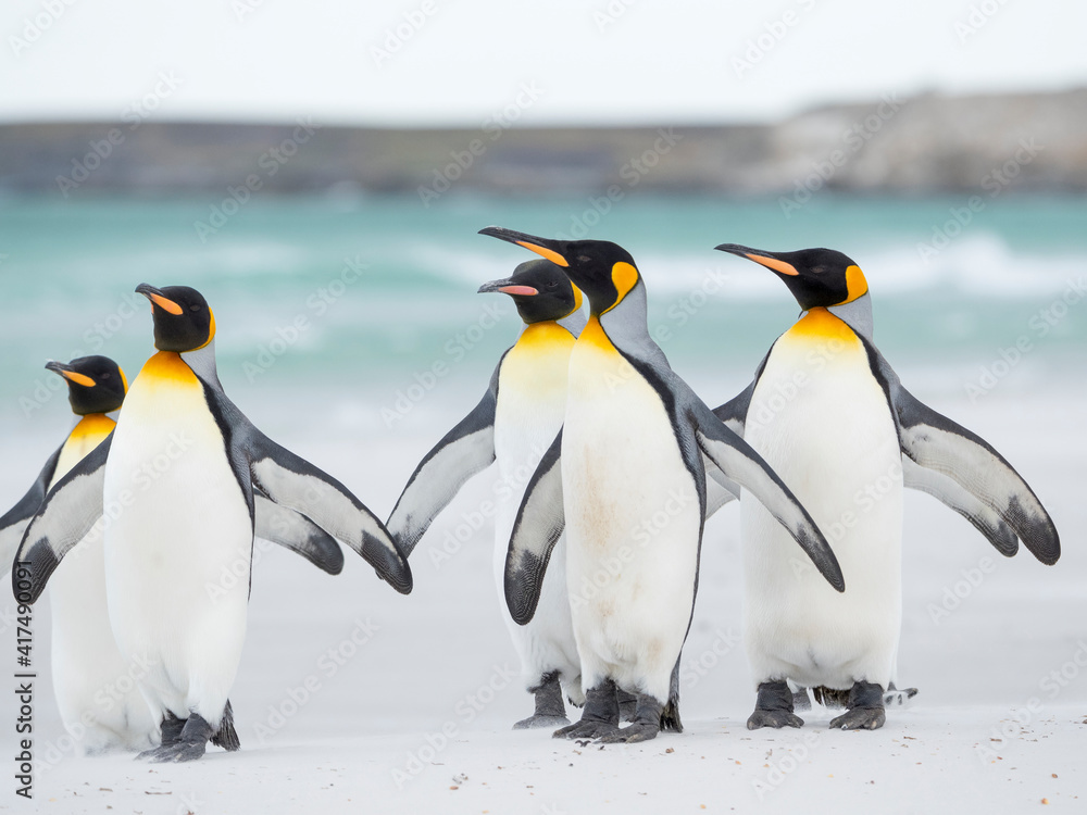 Obraz premium King Penguin on Falkland Islands.