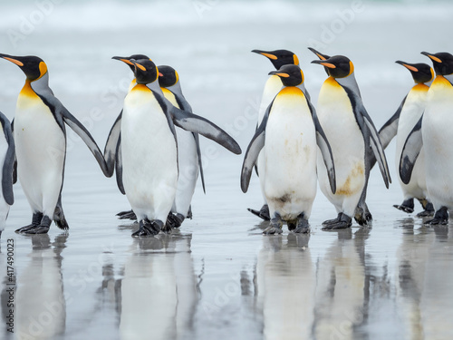 King Penguin on Falkland Islands.