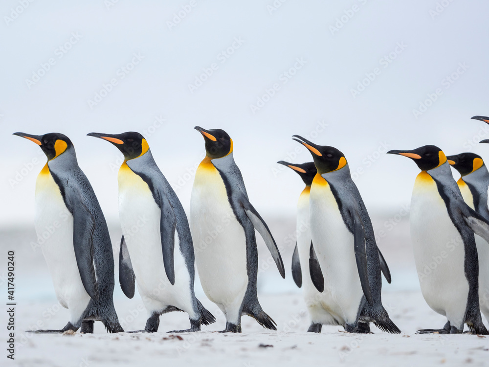 Fototapeta premium King Penguin on Falkland Islands.