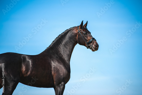 Portrait of beautiful handsome black horse against the blue sky. Sport horse bridle with black braided mane