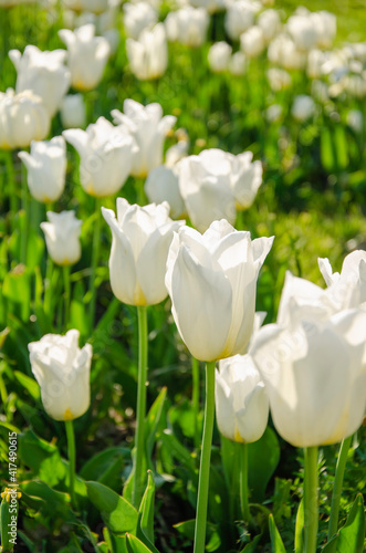 White flowers of tulips close up nature background