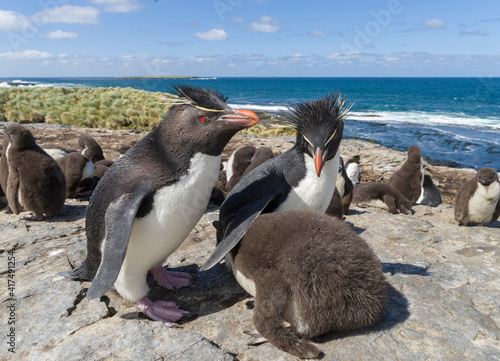 Chick with adult on Bleaker Island. Rockhopper Penguin, subspecies Southern Rockhopper Penguin, Falkland Islands.