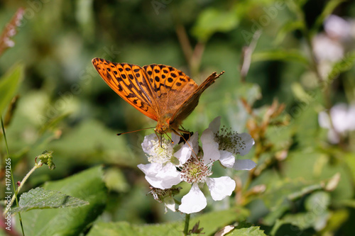 Slika na platnu A Silver-washed Fritillary nectaring on Bramble flower.