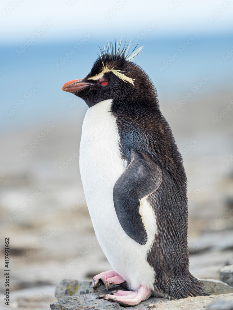 Naklejka premium Rockhopper Penguin, subspecies Southern Rockhopper Penguin, Falkland Islands.