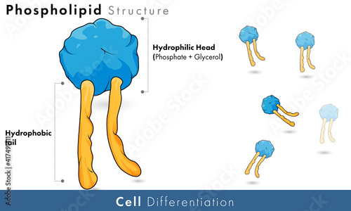 Phospholipid Structure.