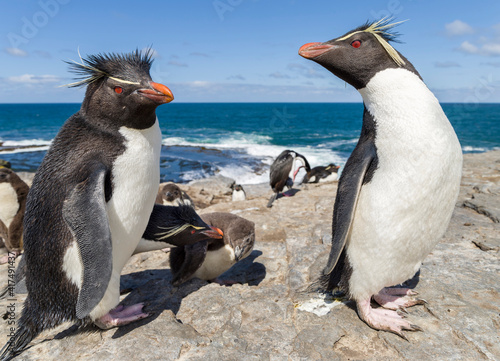 Rockhopper Penguin, subspecies Southern Rockhopper Penguin, Falkland Islands.