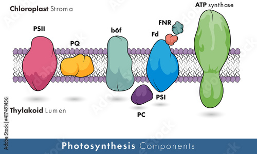 components of Photosynthesis showing plasma membrane and all photosystem complexes like atp synthase showing the photo systems molecular mechanism vector illustration 