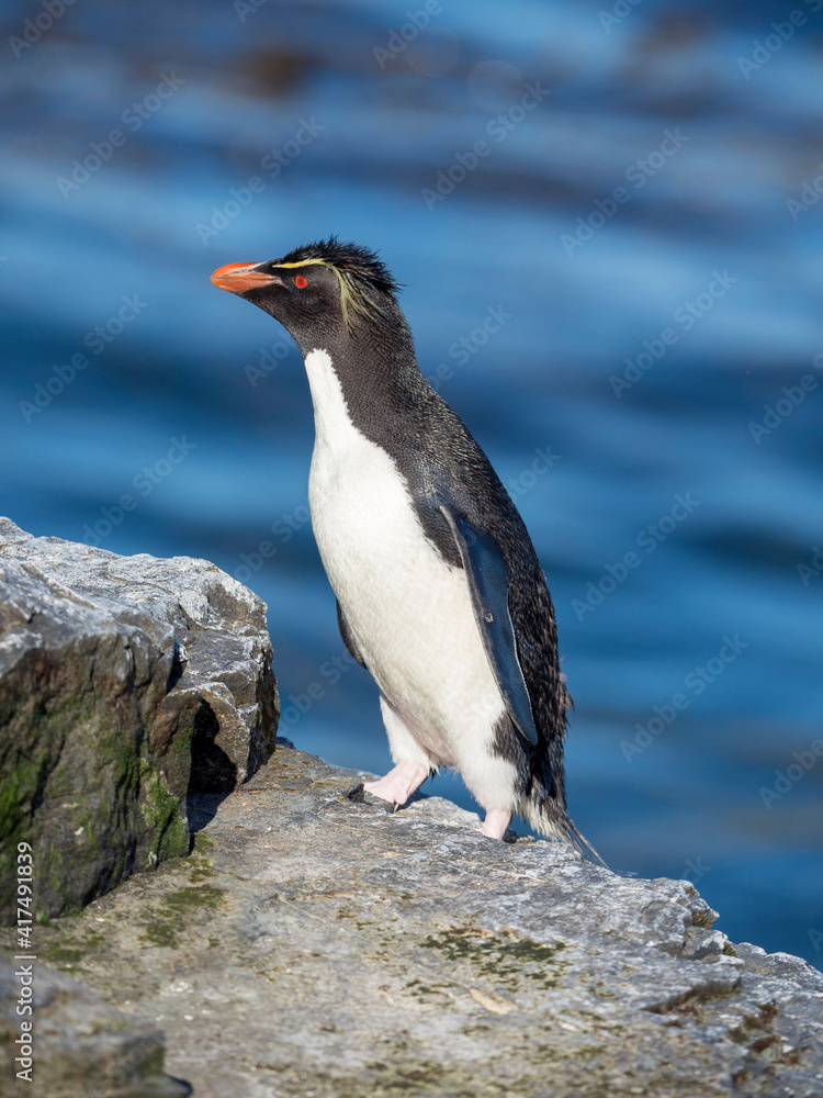 Rockhopper Penguin climbing through a steep and rocky cliff, subspecies Southern Rockhopper Penguin, Falkland Islands. Rockhopper Penguin climbing through a steep and rocky cliff, subspecies Southern Rockhopper Penguin, Falkland Islands.