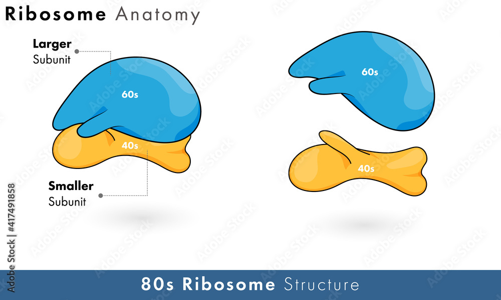 Structure of 80s ribosome organelle with larger and smaller subunits in