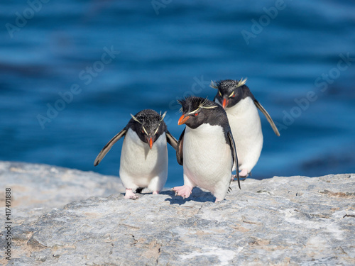 Rockhopper Penguin climbing through a steep and rocky cliff, subspecies Southern Rockhopper Penguin, Falkland Islands.