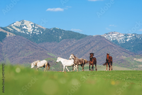 The herd of horses in the mountains. Horses grazing in the meadow against the blue sky © Tetiana Yurkovska