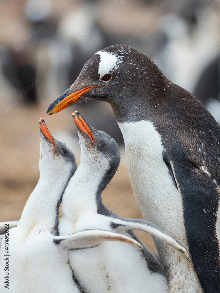 Naklejka premium Feeding of chick. Gentoo penguin on the Falkland Islands.