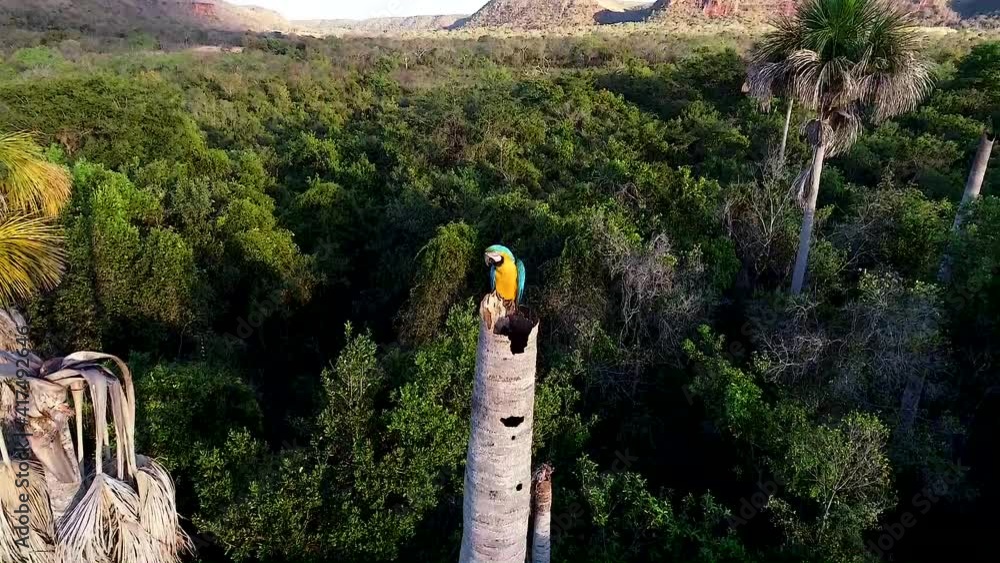 ARARA CANINDÉ pássaro do cerrado brasileiro TAKE 02
protegendo ninho em tronco de buritizeiro