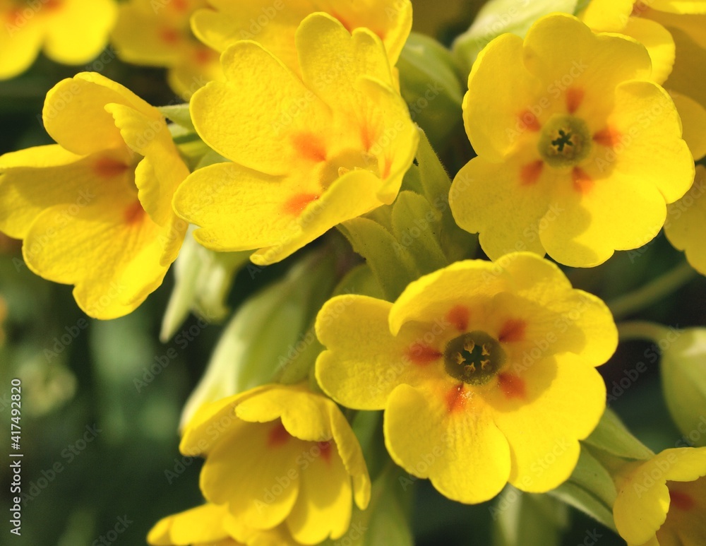 Cowslip, Closeup of bright yellow flowers in the summer sunshine.