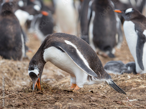 Gentoo penguin collecting nesting material on the Falkland Islands.
