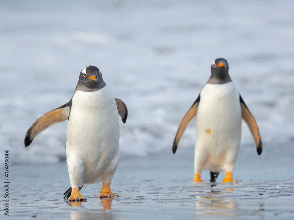 Obraz premium Gentoo penguin close to the sea on a beach in the Falkland Islands in January.