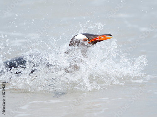 Gentoo penguin coming ashore on a sandy beach in the Falkland Islands in January.