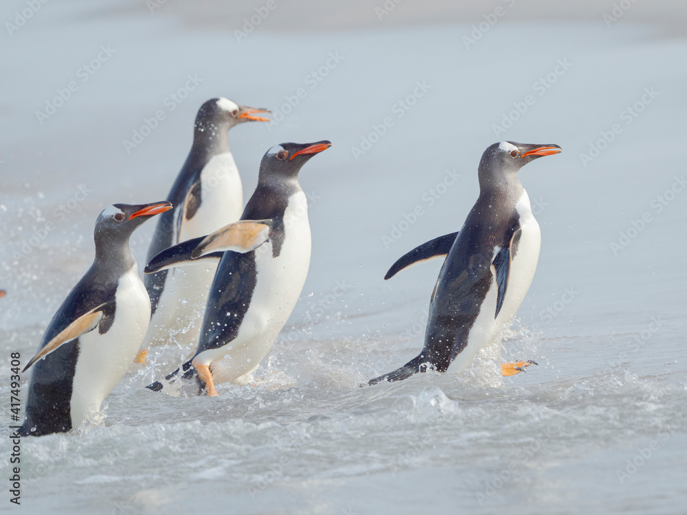 Fototapeta premium Gentoo penguin coming ashore on a sandy beach in the Falkland Islands in January.