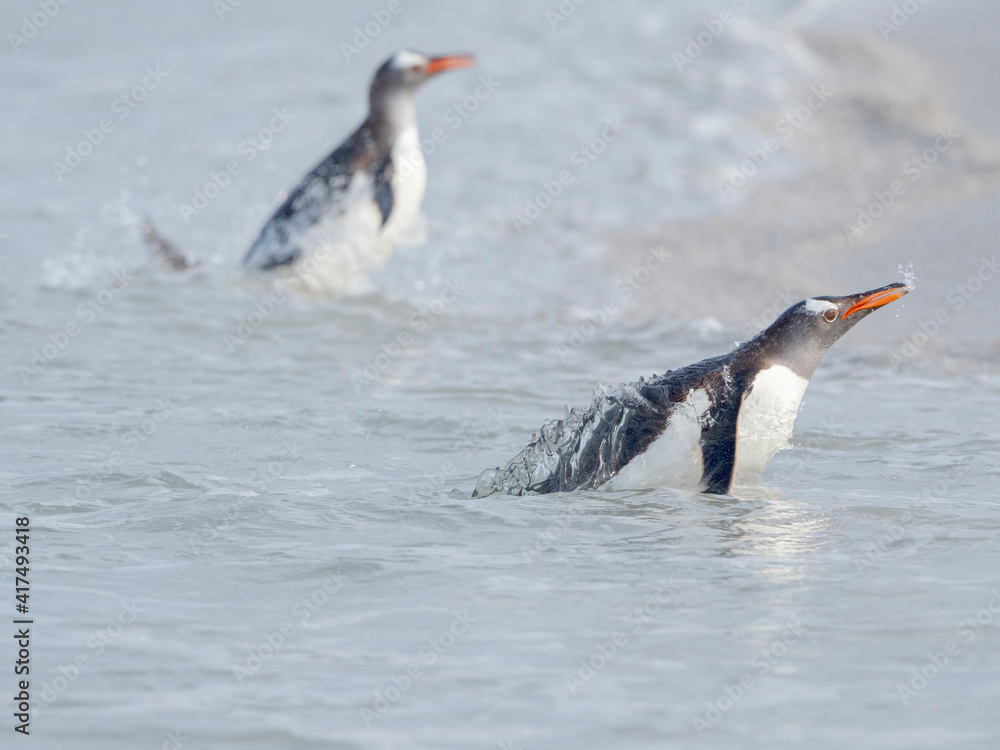 Fototapeta premium Gentoo penguin coming ashore on a sandy beach in the Falkland Islands in January.