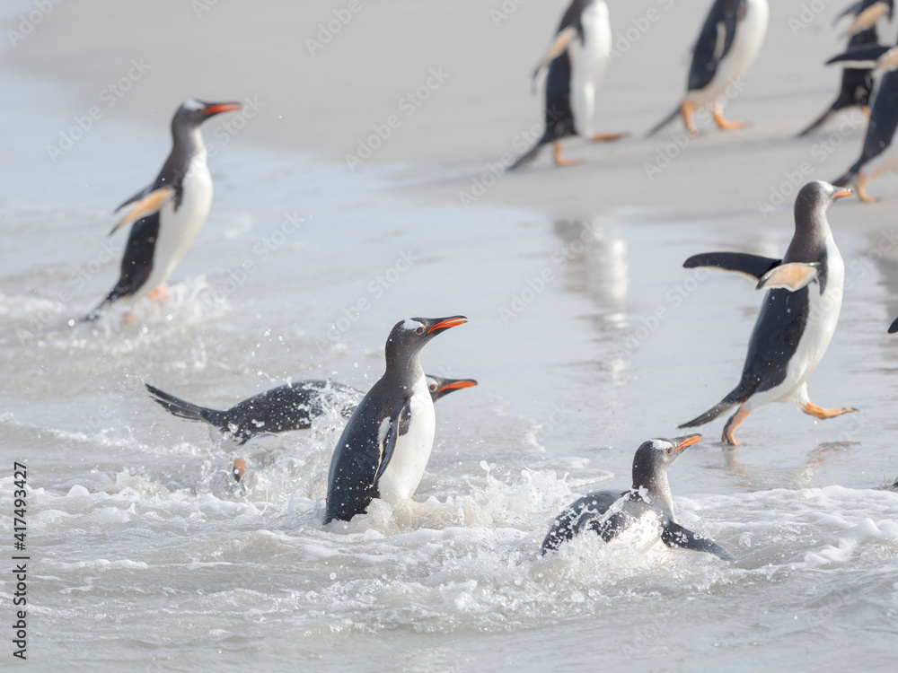 Gentoo penguin coming ashore on a sandy beach in the Falkland Islands in January. Gentoo penguin coming ashore on a sandy beach in the Falkland Islands in January.