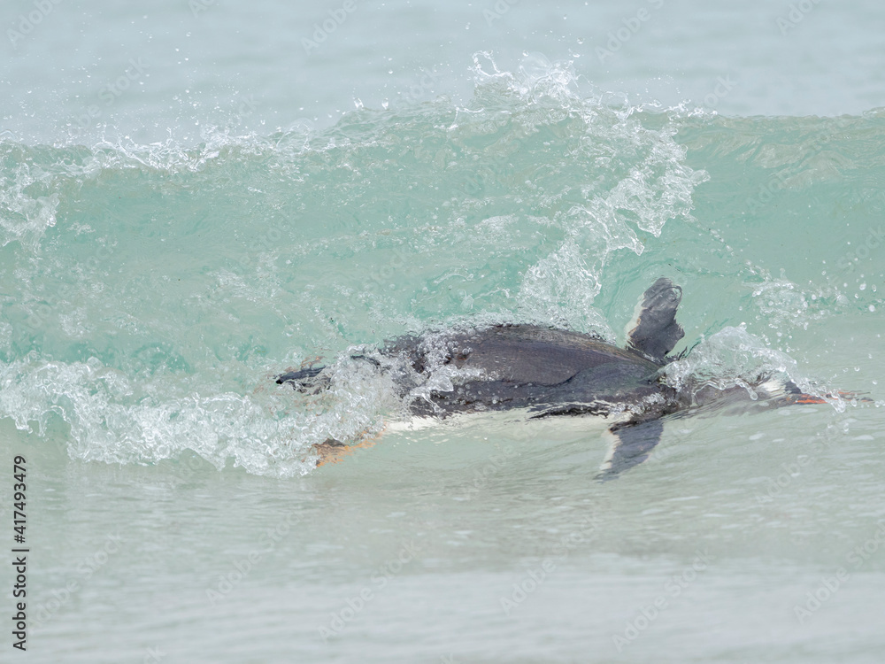 Naklejka premium Gentoo penguin diving through a wave to come ashore in the Falkland Islands in January.