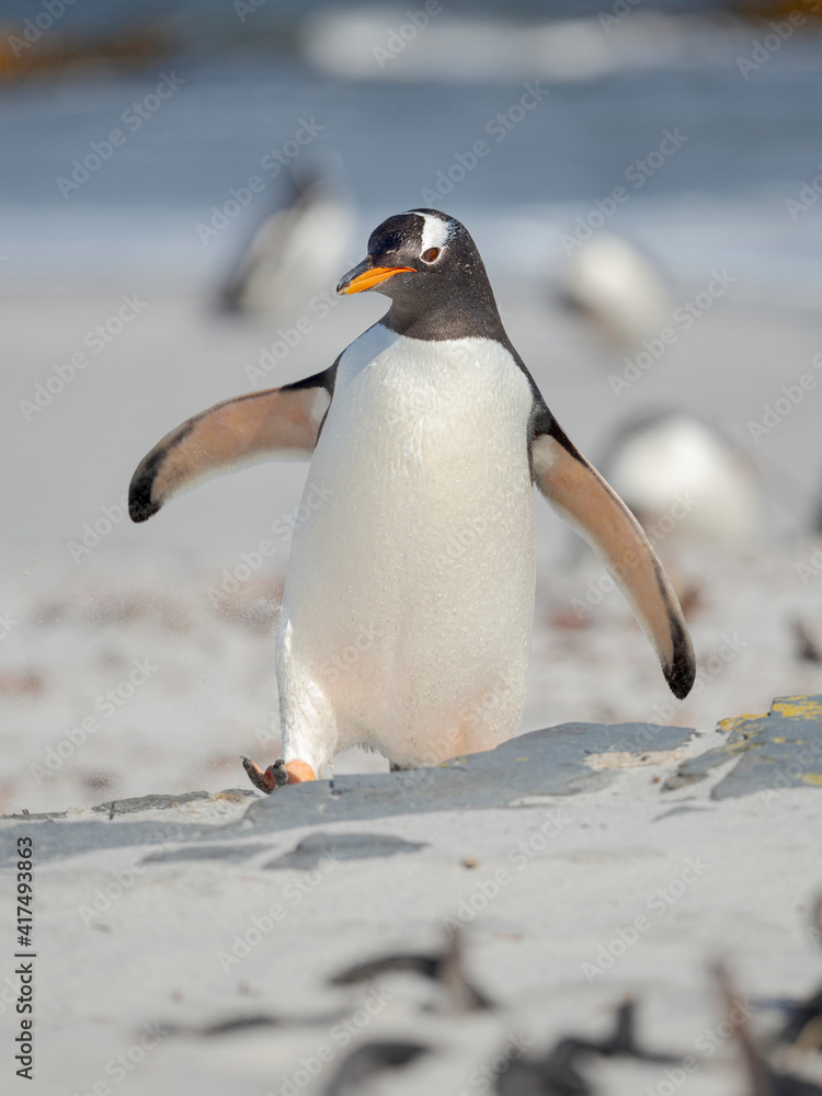Fototapeta premium Gentoo penguin walking to the colony over a sandy beach in the Falkland Islands in January.