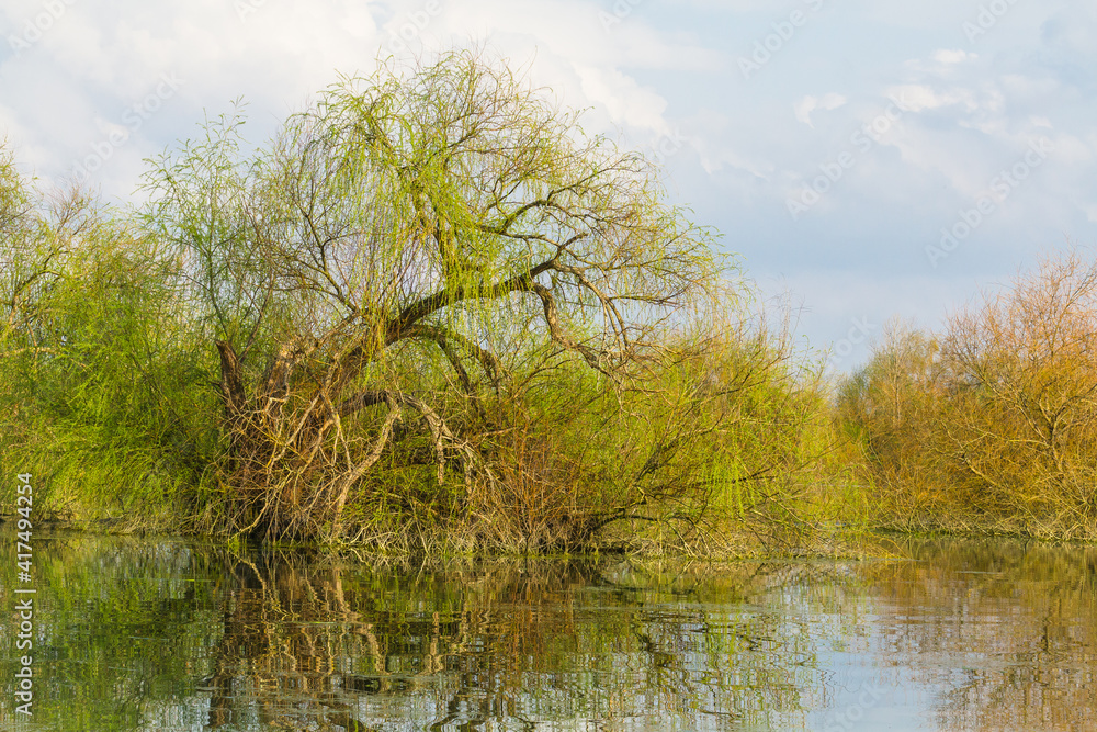 Obraz premium Riverside view with beautiful trees in the flooded plains of the natural park of Boquilobo. Natural wildlife reserve of Boquilobo, Portugal.