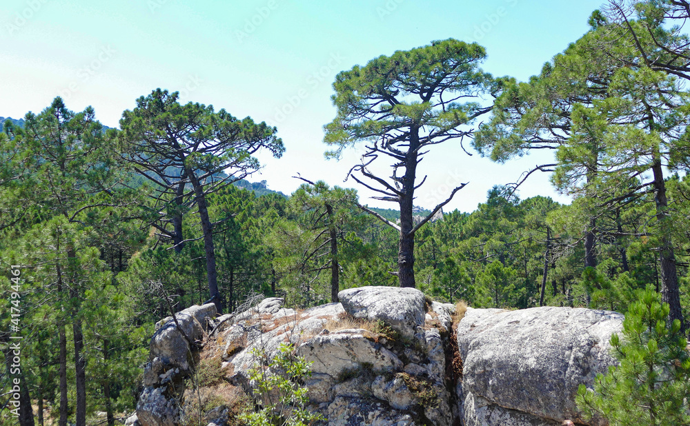 Trees in the mountains of Corsica France Trees in the mountains of Corsica France