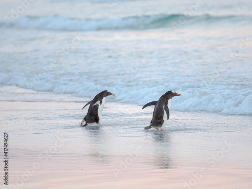 Walking to enter the sea during early morning. Gentoo penguin in the Falkland Islands in January.
