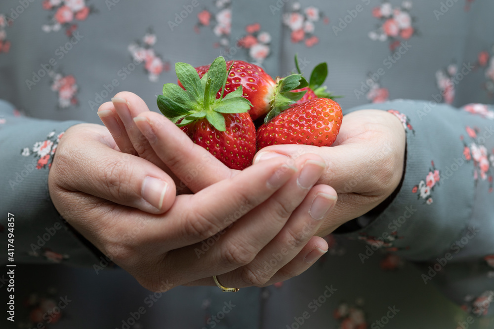 Obraz premium Close-up of Woman's Hands Holding Red, Ripe Strawberries Freshly Picked From the Garden