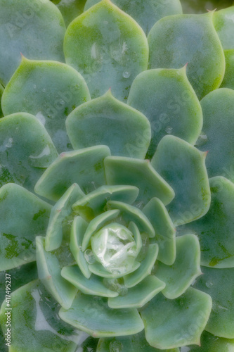 South America, Mexico. Close-up of succulent plant with dew drops.