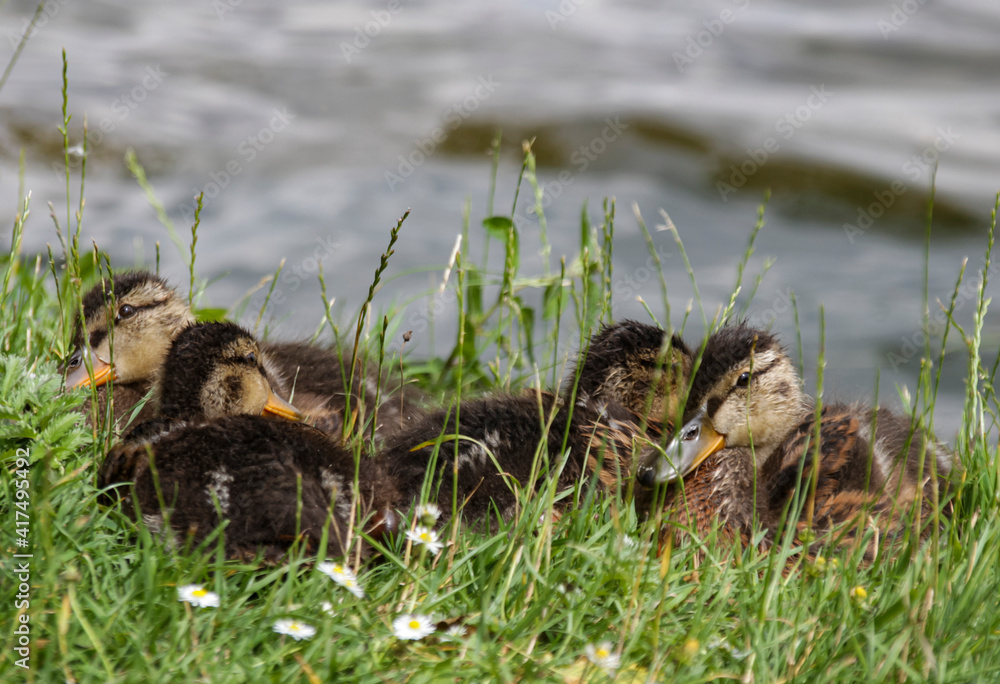 Duck family is sitting in the grass by a lake Germany Duck family is sitting in the grass by a lake Germany