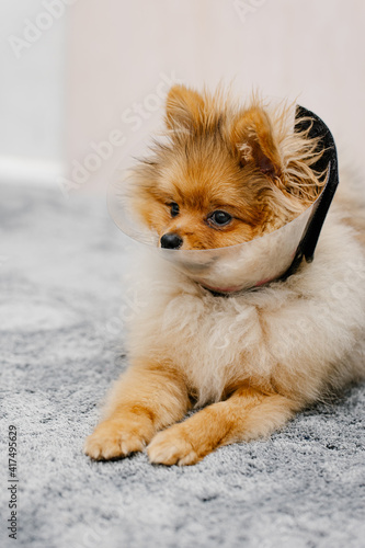 pomeranian dog in protective Elizabethan collar
