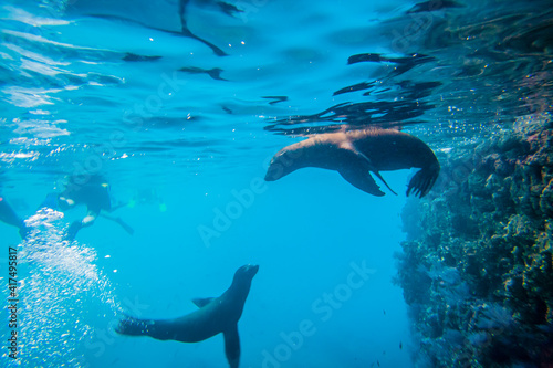 Mexico, Baja California Sur, Isla San Jose. Los Islotes, California sea lions